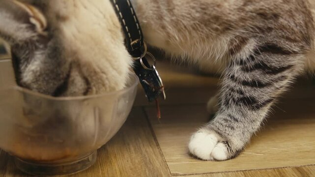 Cat shelter, home for pets, Adoption center, rescue for the animals, woman is distributing food to a group of cats in a shelter