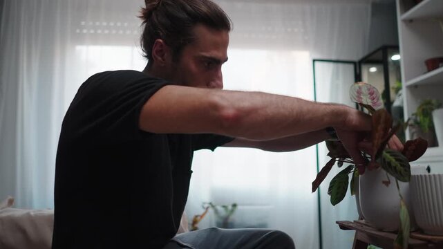 Young man pruning his indoor houseplants