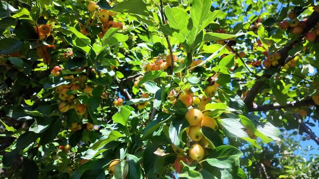 Close-up of paradise apples on tree branch symbolize growth, freshness, and healthy eating.