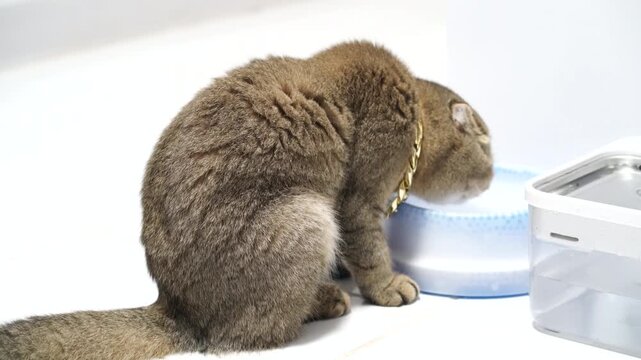 Brown cat with short fur and gold collar drinking water white background, indoor pet hydration, relaxed domestic animal, cute side view, healthy clean modern container bowl, sitting tail calm