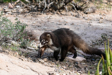 Coatimundi