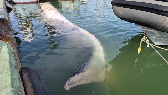 A dead whale in the port. A dead young fin whale (Balaenoptera physalus)