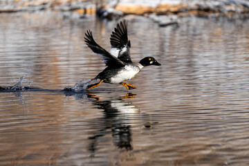 Common Goldeneye
