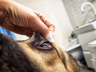 Treatment for a German Shepherd dog receiving care in a veterinarian clinic