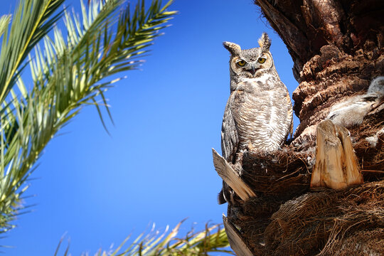 Desert Owl Roosting in Palm Tree Nest for Babies Young Owls Owle