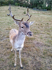 View of a young male deer with developing antlers inside a ranch next to forests
