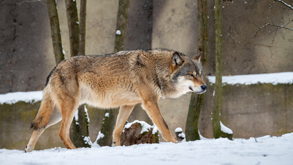 European wolf Canis Lupus in natural habitat. Wild life. Timber wolf in snowy winter forest
