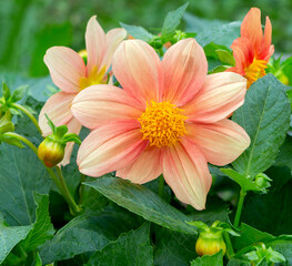 Dahlia flowers. A close-up of an annual dahlia flower in full bloom.