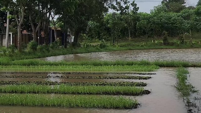 Rice seedbeds arranged beside flooded paddies. Agricultural nursery rows under rural landscape. Young crop cultivation within irrigated fields. Productive farmland layers near forest edge. 