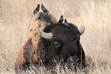 American Bison - Colorado