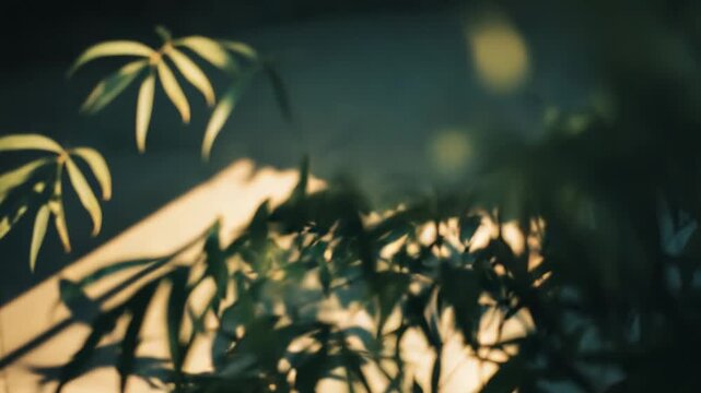 Green bamboo leaves of an indoor plant are receiving direct sunlight, casting distinct shadows on the light colored floor, creating a tranquil and minimal aesthetic in soft golden light