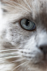 Portr&auml;t einer Ragdoll Katze