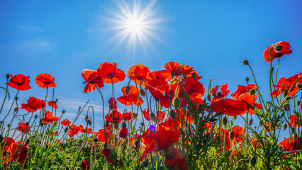 Wiosna w Polsce. Kwitnienie maków. © Janusz Lipiński