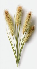 Fototapeta premium Five fuzzy, golden-brown seed heads with thin green stems on white