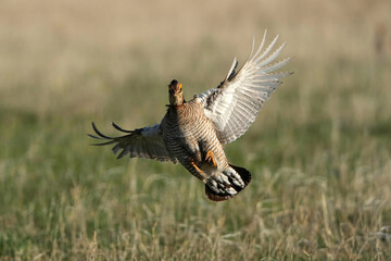 Prairie Chicken - Flight