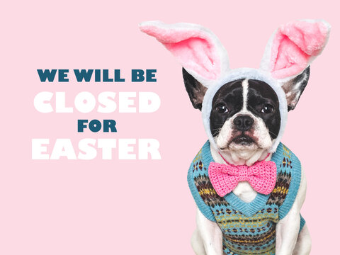Cute dog with pink bunny ears and a sign that says We will be closed for Easter. Festive Easter and spring celebration concept. Closeup, studio shot, isolated background. Pets care concept