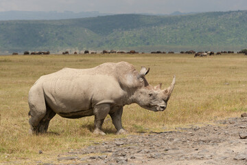 Obraz premium White rhinoceros (Ceratotherium simum), Lake Nakuru National Park, Kenya