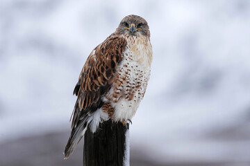 Ferruginous Hawk