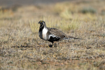 Greater Sage-grouse