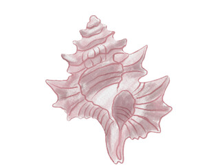 Fototapeta premium Watercolor illustration of a seashell.