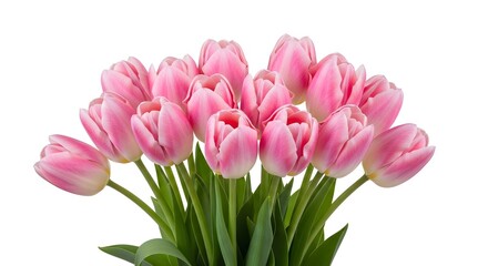Fototapeta premium A bouquet of pink tulips on a white background