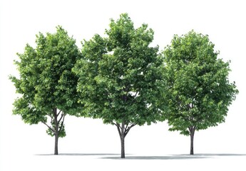 Obraz premium Three lush green deciduous trees with full canopies