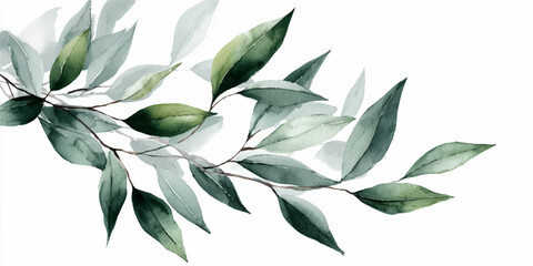 A delicate arrangement of vibrant green eucalyptus leaves on a pristine white background © DARK TRUST