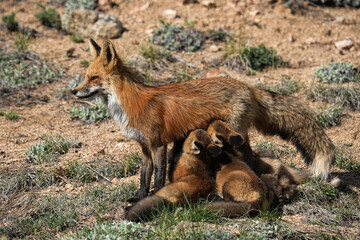 Red Fox - Colorado