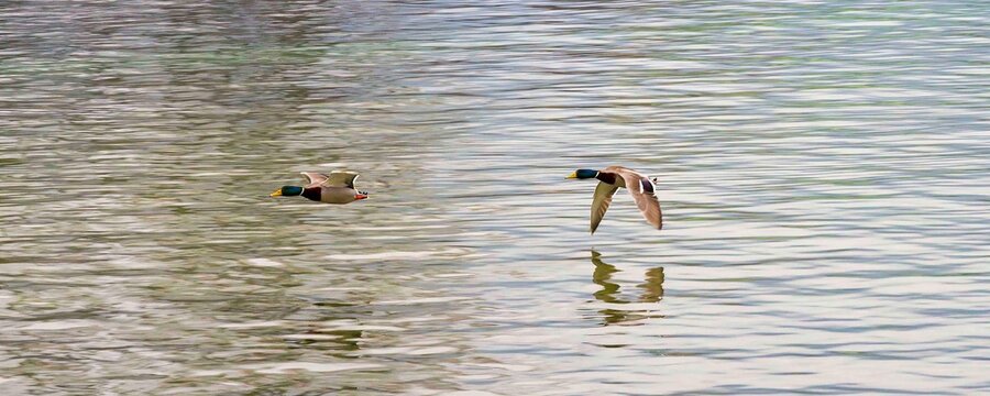 (Anas platyrhynchos) Deux cananrd colvert ou canard malard m&acirc;les en vol au dessus d'un plan d'eau