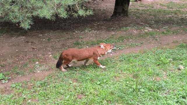 A dhole, also known as an Asian wild dog or Indian wild dog, eating