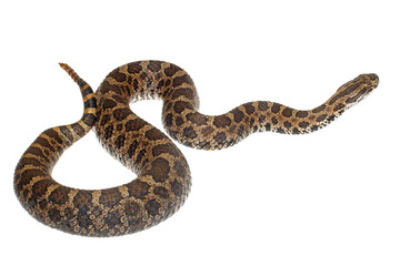 Obraz premium Eastern massasauga rattlesnake, Sistrurus catenatus, on white background
