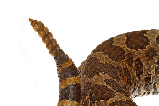 Eastern massasauga rattlesnake, Sistrurus catenatus, rattle and tail, white background.