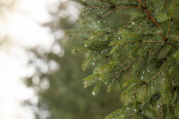 Spruce branch with water droplets on needles. Shallow depth of field with blurred forest background © Evgeniia