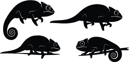 Four chameleons in different poses silhouette © abu sharif