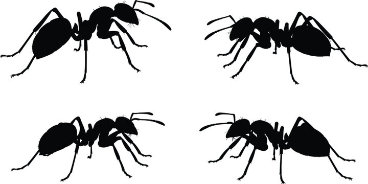 Four black ants on white background