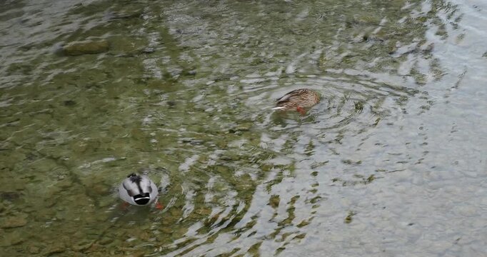 Un couple de canard colvert (Anas platyrhynchos) barboteur plongeant la t&ecirc;te dans l'eau pour s'alimenter 
