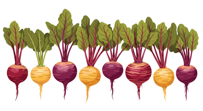 A row of freshly harvested beetroots displays yellow, purple, and striped varieties with green leaves on a white background.