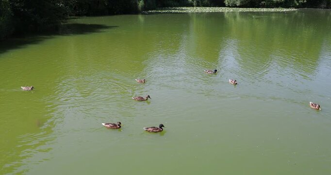 (Anas platyrhynchos) Une colonie de canards colverts ou canard malards, m&acirc;les et femelles nageant group&eacute;s dans les eaux saumatres d'un &eacute;tang 