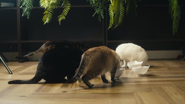 Cat shelter, home for pets, Adoption center, rescue for the animals, woman is distributing food to a group of cats in a shelter
