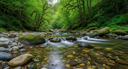 Obraz premium Lush Green Forest Stream with Mossy Rocks and Flowing Water.