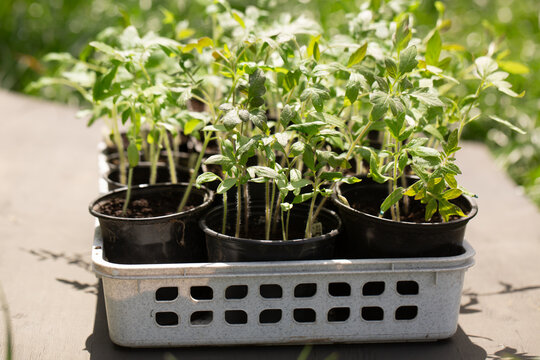 Tomato seedlings in pots ready for spring home gardening