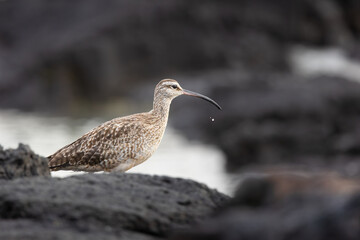 Obraz premium Whimbrel Shorebird on Volcanic Rock Galapagos Islands Ecuador