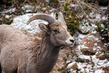 Bighorn - Snow