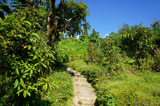 Narrow stone steps winding through a lush green tropical garden under a clear blue sky