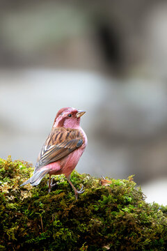 Pink browed Rosefinch