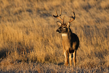 White-tailed Buck Sunrise
