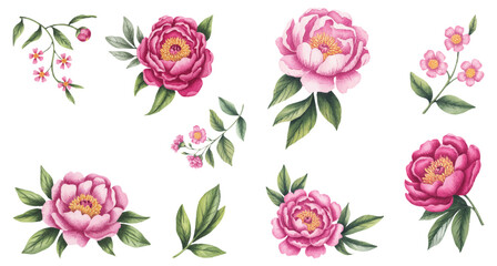 Peony and white rose bouquet with eucalyptus and lavender isolated on white background.  © Joydeb