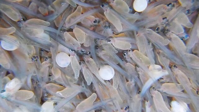 Junge Forellen mit Dottersack als Fischbrut kurz nach dem Schlupf