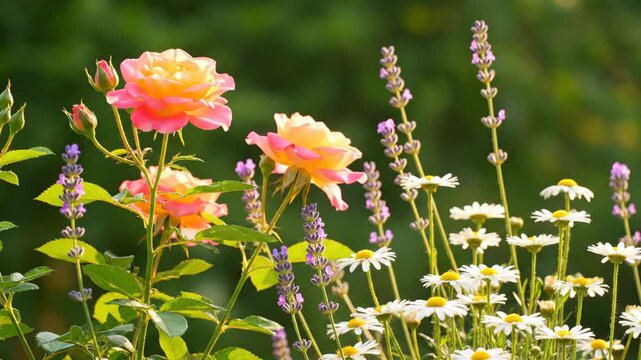 Vibrant summer flowerbed with pink roses, purple lavender, and chamomile daisies in full bloom. Beautiful natural floral panorama for a website header or seasonal background