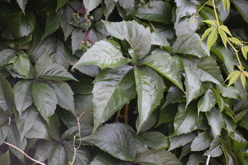 Five leaf virgin or wild grape close up on green background